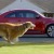 VW Vader a psi vrac� �der