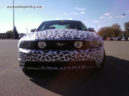 Nov� Mustang zachycen �piony
